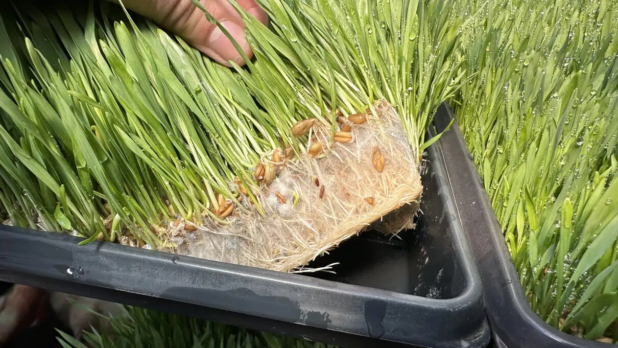 Forraje hidropónico en Río Negro: innovación que transforma la ganadería patagónica