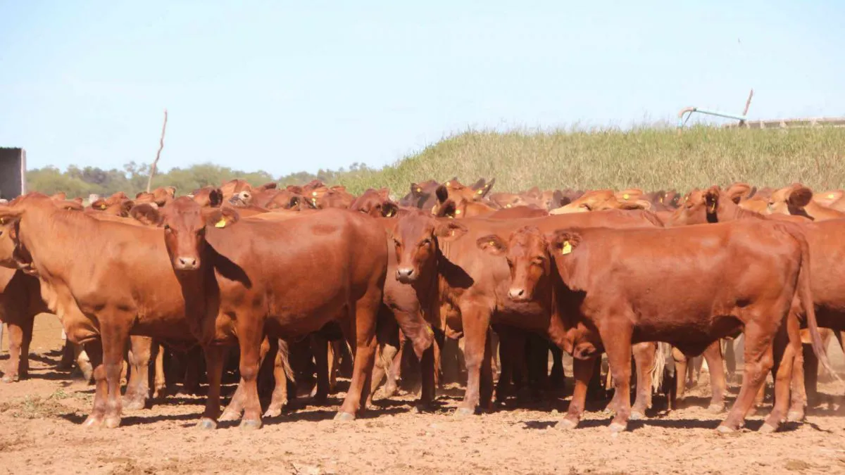 Confederaciones Rurales Rechazan Tasa al Metano: Advierten Sobre Freno a la Producción y Empleo