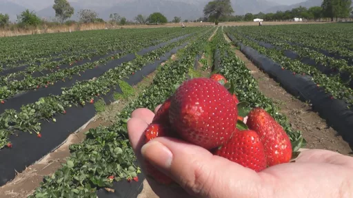 Clúster de Frutillas de Salta Impulsa Vinculación Agroindustrial con Misión Técnica a Santa Fe