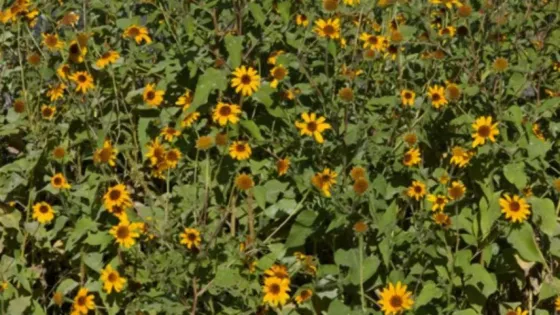 Capacitación Clave para la Mitigación del Pasto Cubano: Unificación de Criterios en Salta