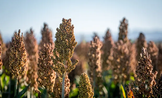 Producción Porcina: El Sorgo se Consolida como el Aliado Estratégico para Maximizar la Rentabilidad
