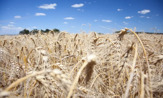 Sociedad Rural Pide Eliminar Retenciones y Cuestiona Descuentos en el Trigo