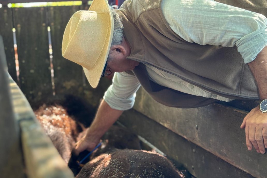 Uruguay Inicia Prueba a Campo de Vacuna Experimental Clave Contra la Garrapata Bovina