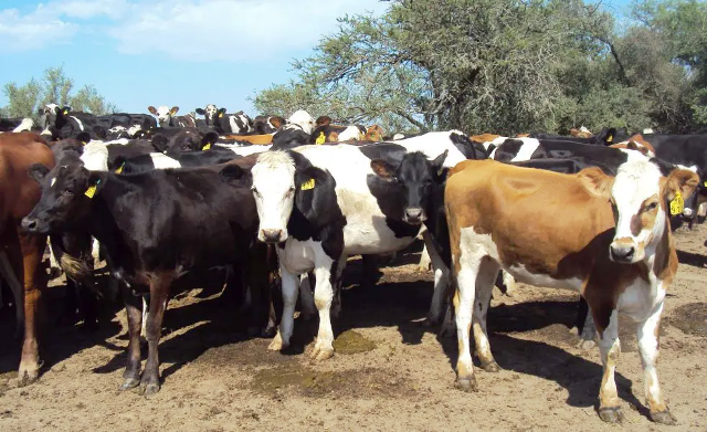 El Gobierno Creó el Sistema Integral de Faena para Digitalizar la Industria Cárnica