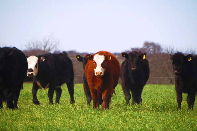 Ganadería Sustentable: Planificar el Pastoreo Eleva la Rentabilidad y Recupera Suelos