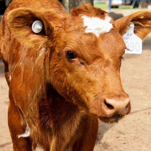 Ya Rige la Caravana Electrónica Obligatoria para la Ganadería en Todo el País