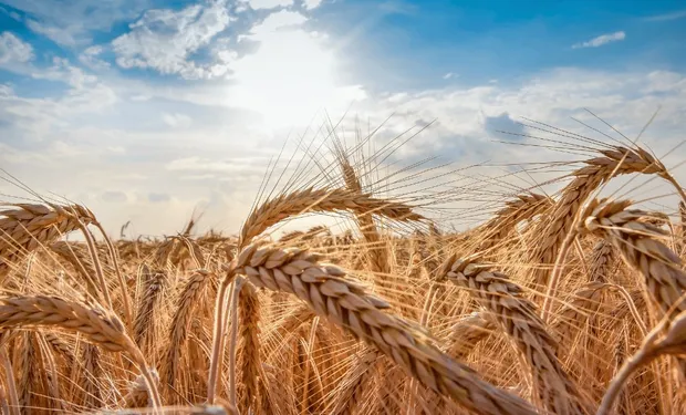 Trigo 2025: Ingreso de Dólares Caerá pese a la Cosecha Récord en Argentina