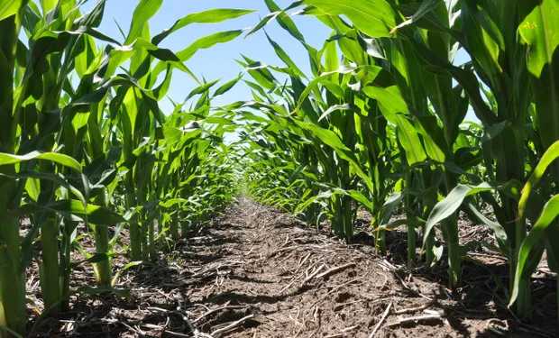 Maíz 2024/25: La Falta de Agua Pone en Riesgo el Potencial de los Cultivos Tempranos