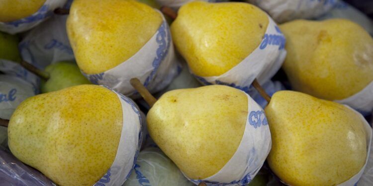 Conflicto Comercial: Productores de EE.UU. Piden a Trump Frenar la Importación de Peras Argentinas