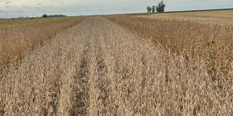 Soja de Segunda en Entre Ríos: Entre el Liderazgo Productivo y la Alerta por Falta de Humedad