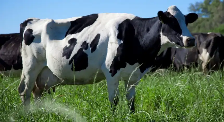 Récord Lácteo: Las Exportaciones de Leche Alcanzaron su Máximo en 12 Años