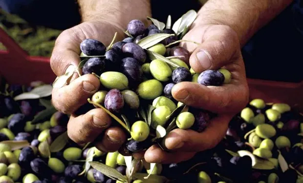 UATRE Denuncia Dilación en la Paritaria Olivícola y Advierte Riesgos para la Producción