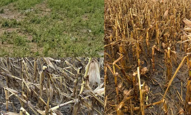 Tormentas Arrasaron 400.000 Hectáreas de Soja y Maíz: El Impacto en la Producción Núcleo