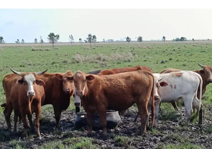 Bovino Criollo: el regreso de la raza más rústica y adaptada a la ganadería argentina