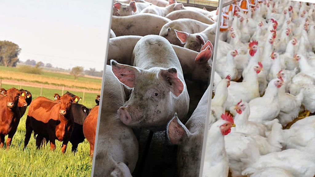 El desafío de la transformación: Cómo la cadena de carnes argentina puede dar un salto productivo del 50% hacia 2031