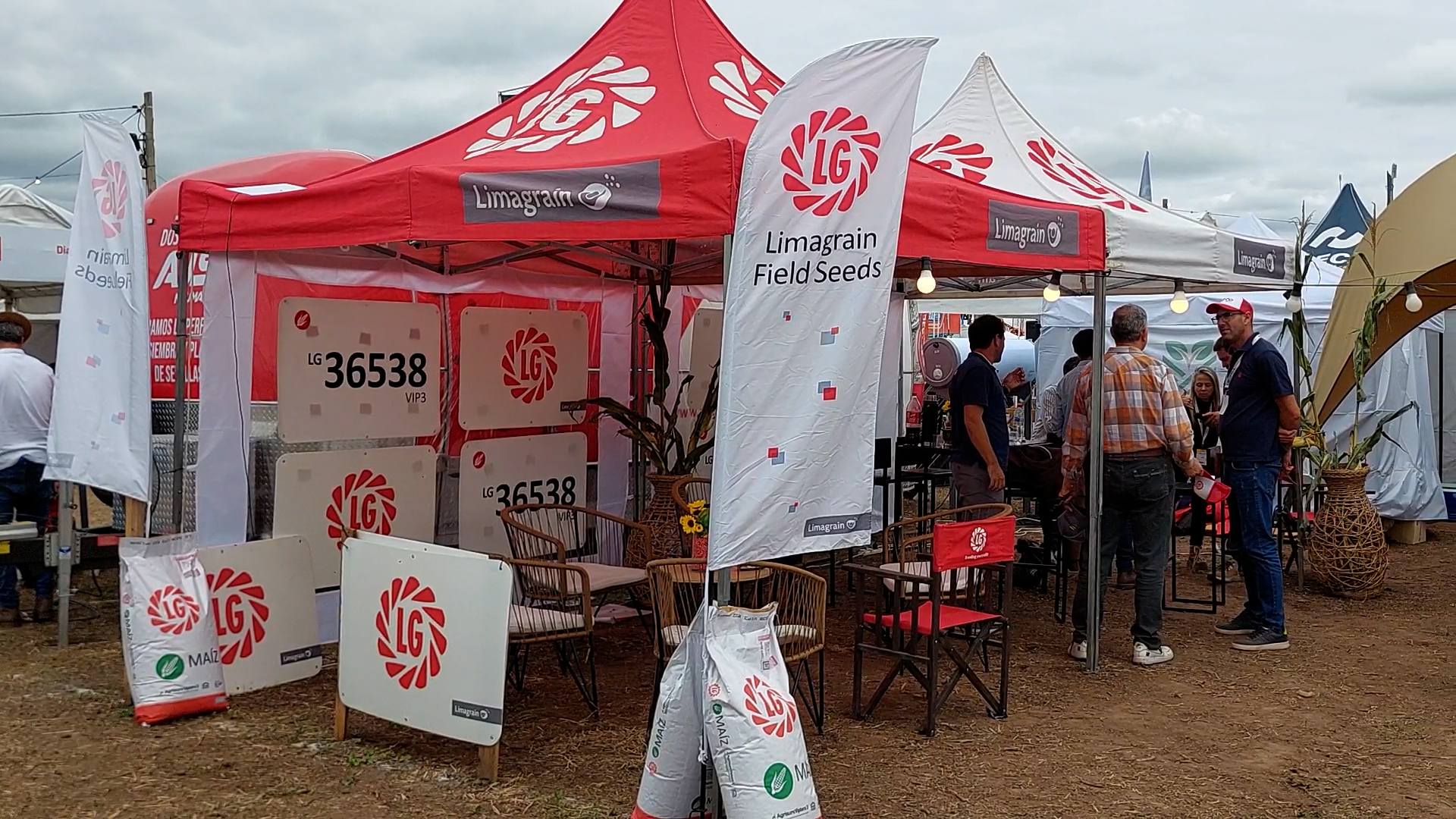 Limagrain consolida su liderazgo en el NOA con genética de alta estabilidad y sanidad frente a la Chicharrita