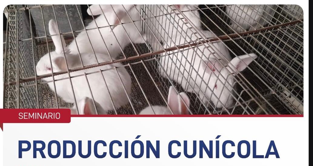 Salta Organiza un Seminario Internacional sobre Producción Cunícola Intensiva