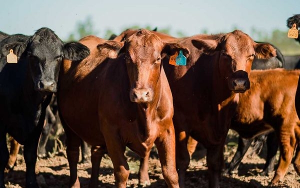 Darío Arias destaca cifras históricas para la ganadería y el potencial del Corredor Biocéánico