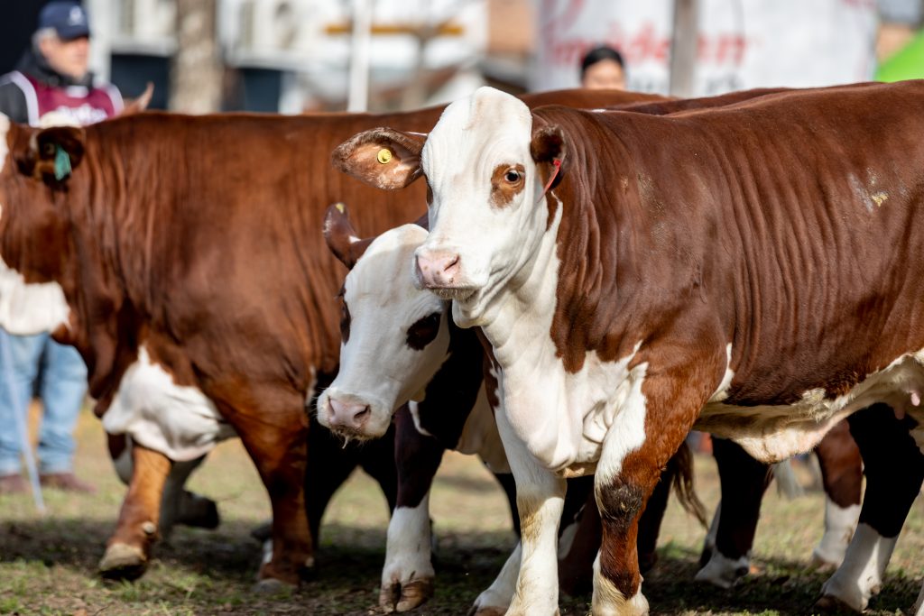 Braford Argentina se prepara para las Nacionales: expectativas de mercado y el crecimiento de una raza líder