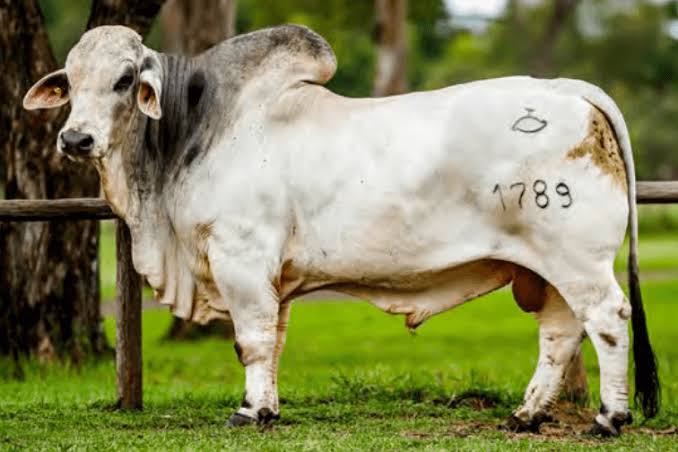 Camino a las Nacionales: Gustavo Olmedo destaca el potencial de la raza Brahman y la importancia del arraigo rural en Salta