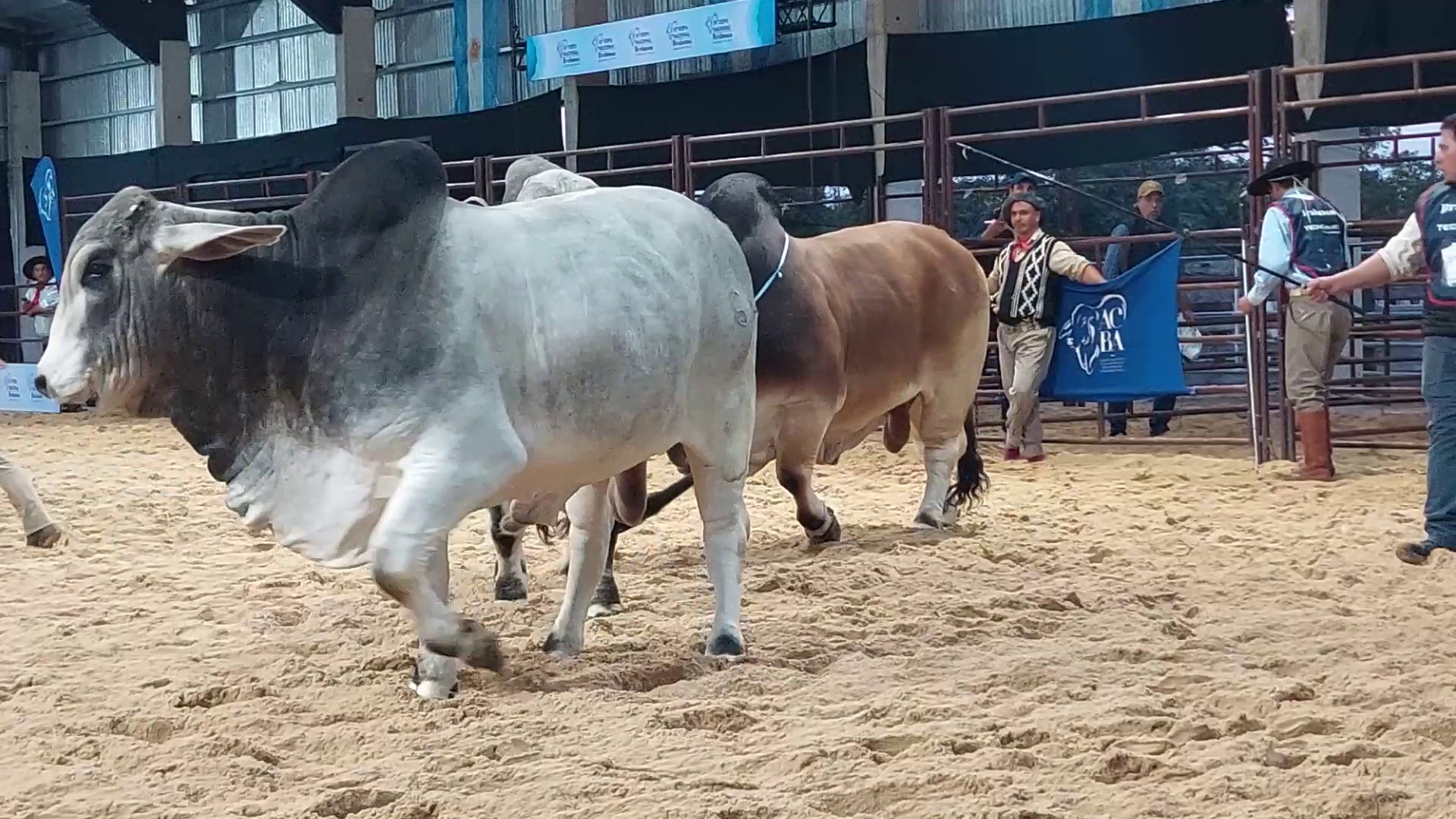 El boom del Brahman argentino: Pibernus destaca el debut de cabañas y la excelencia de la pista bajo la jura de Helmut Clasen