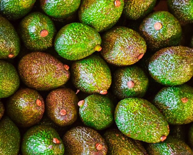 Crece el Interés por el Cultivo de Palta en Misiones para Diversificar la Producción