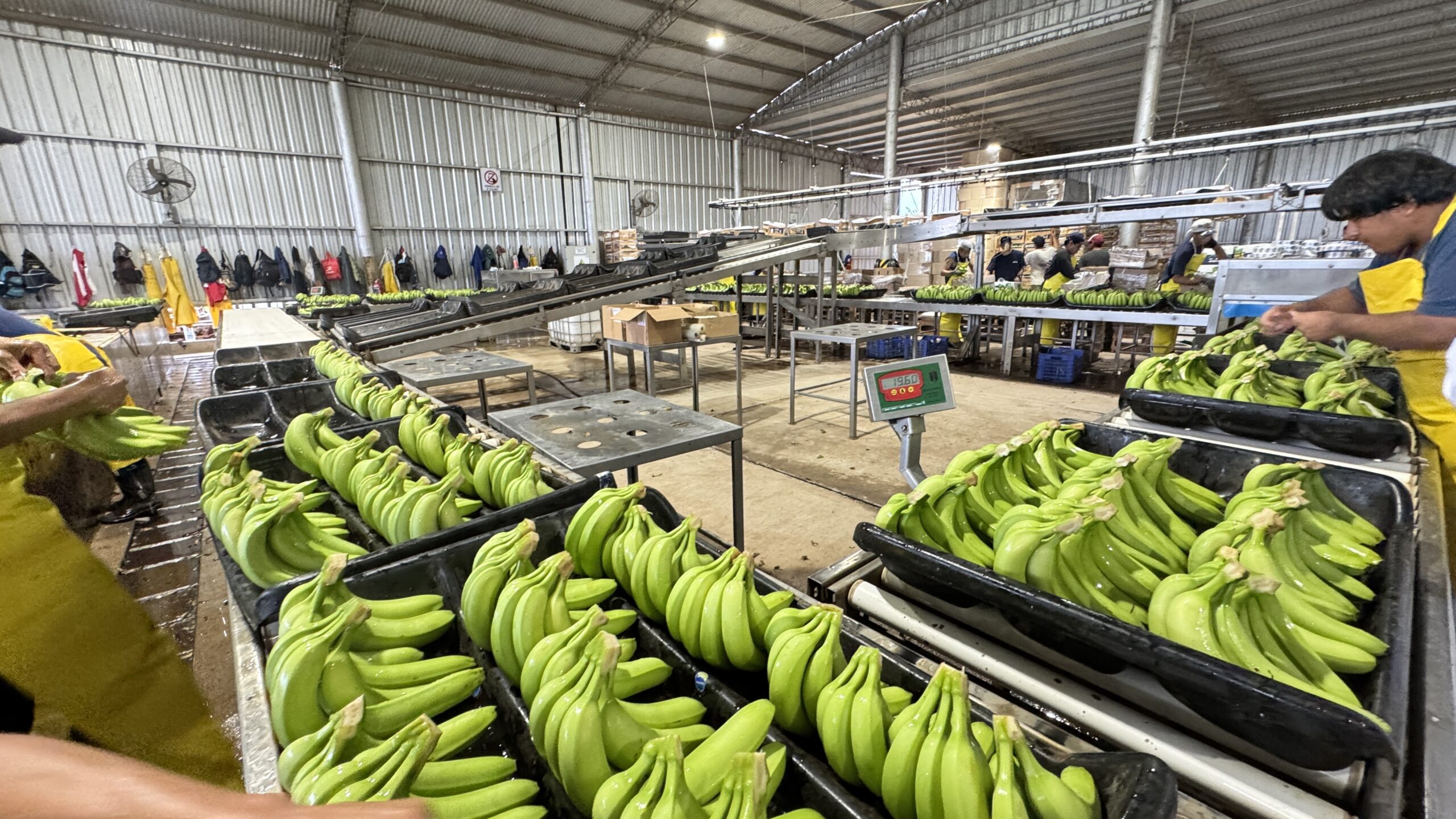 Alerta fitosanitaria en el Norte Grande: Salta advierte que la desregulación en el ingreso de banana importada pone en riesgo a la producción local