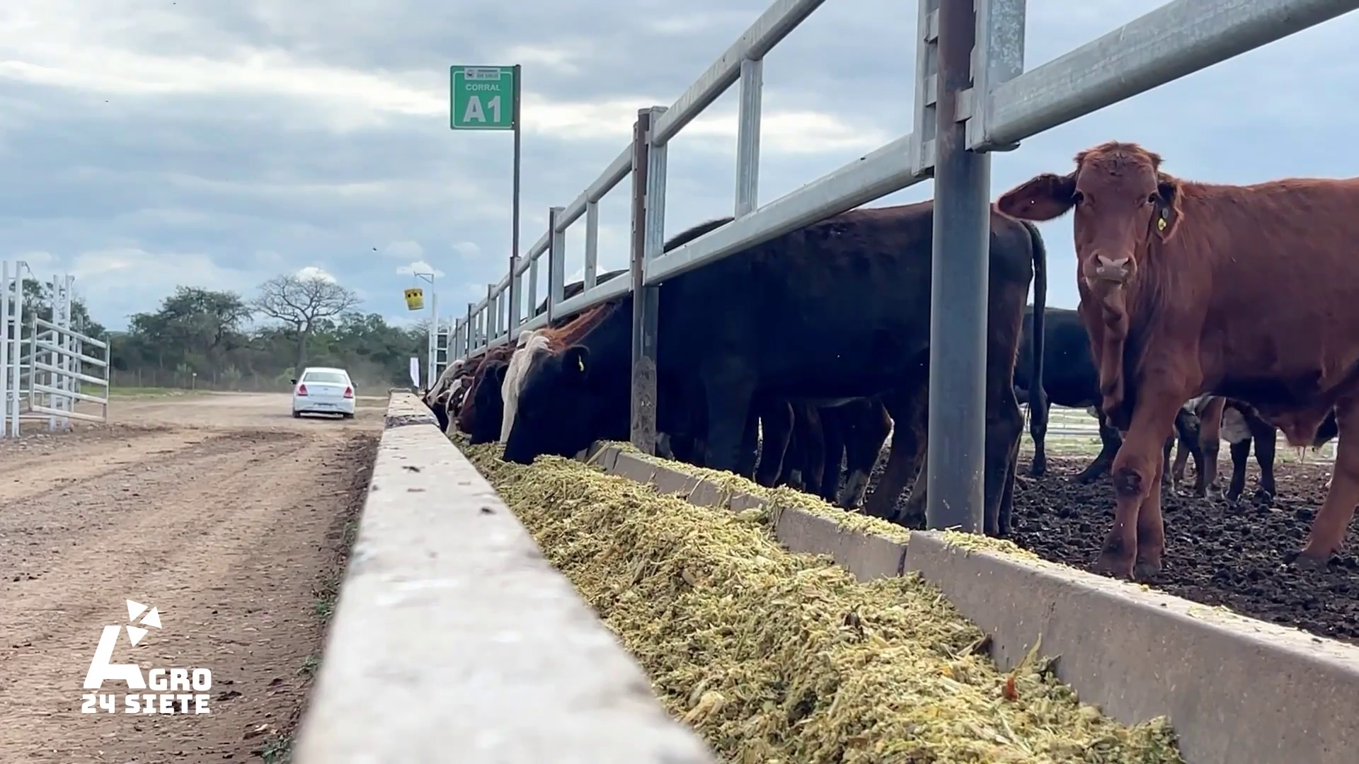 Ganadería de precisión en Salta: Conecar destaca inversiones en retención de vientres y un nivel de ocupación histórico en los feedlots