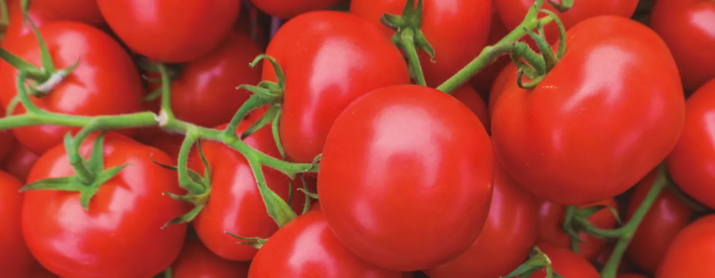 Corteva transforma la protección de hortalizas: presentó Salibro™, la tecnología de última generación para el control de nematodos en tomate