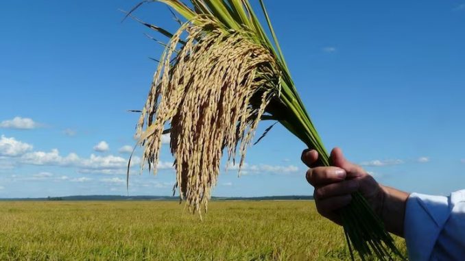 El INTA Corrientes desarrolla nuevas variedades de arroz para optimizar rendimiento y calidad