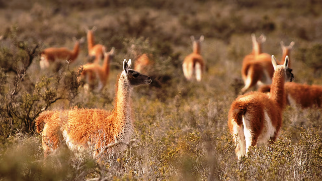 Santa Cruz avanza en un sello de origen para la carne y fibra de guanaco