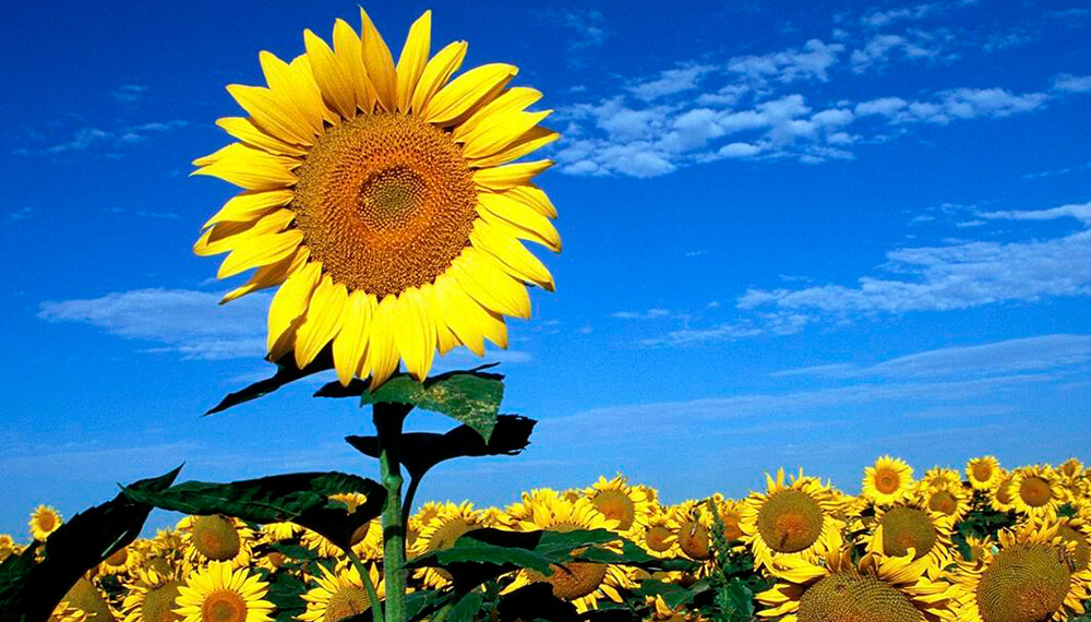 El girasol ya cubre más del 25% del área nacional con óptimas condiciones en el norte y centro