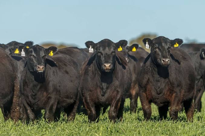 VALOR AGREGADO AGROINDUSTRIAL: La carne Angus certificada impulsa el récord exportador y supera en valor a la industria automotriz